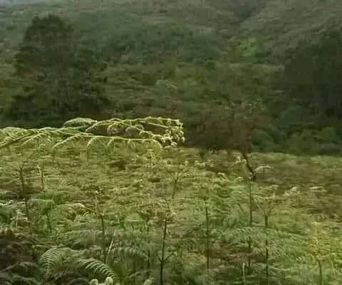 MASHAMBA YA KUMWAGILIA,TZS.400,000/EKA,MOROGORO