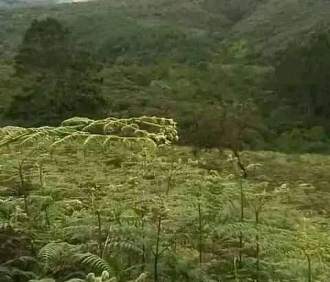 MASHAMBA YA KUMWAGILIA,TZS.400,000/EKA,MOROGORO