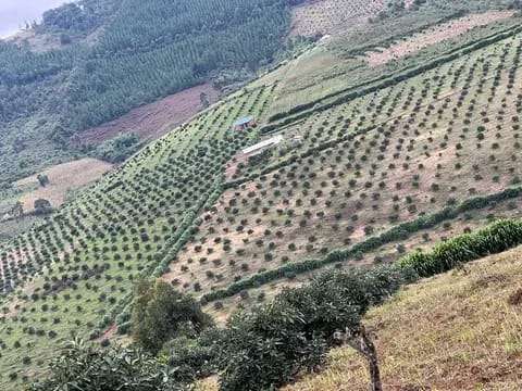 MASHAMBA YA KUMWAGILIA,TZS.400,000/EKA,MOROGORO