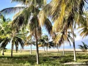 13 ACRES DEVELOPED BEACH CAMP AT KILWA