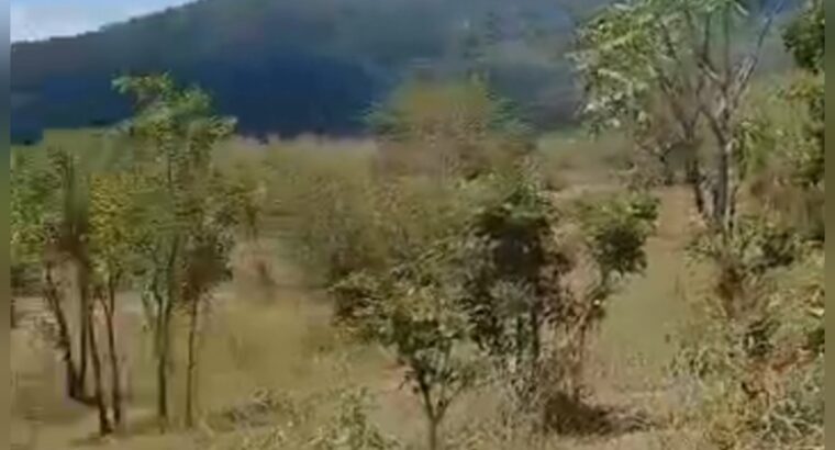 980 ACRES VIRGIN FARM,TZS.2 BIL, MIKESE-MOROGORO